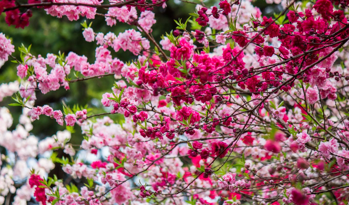 Shinjuku gyoen Park During Cherry Blossom Season